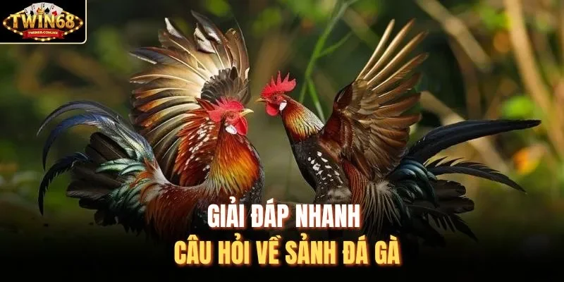 Giải đáp nhanh câu hỏi về sảnh đá gà
