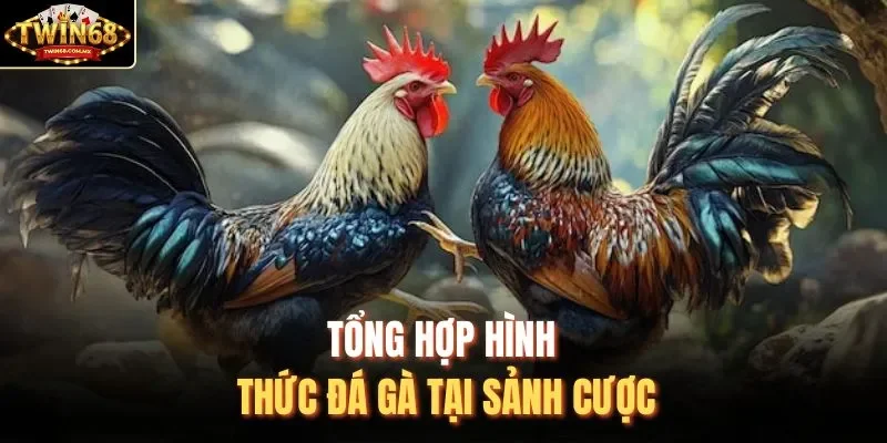 Tổng hợp hình thức đá gà tại sảnh cược